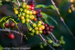 Kaffeekirschenzweig rodrigo-flores-NQYhyday55A-unsplash